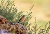 WildLife Photos of Birds, Wheatears & others, Pied Wheatear, Oenanthe pleschanka